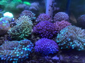 11月28-29日新货到港｜青岛鑫源美水族海水鱼批发大放送
