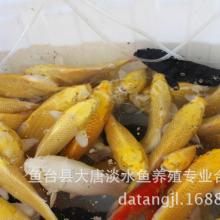 2017年特种观赏鱼价格与批发概览 解码水产养殖网第3页数据
