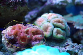 精品LPS CMF海水观赏鱼论坛 探寻深海之美，共赏万千鱼姿
