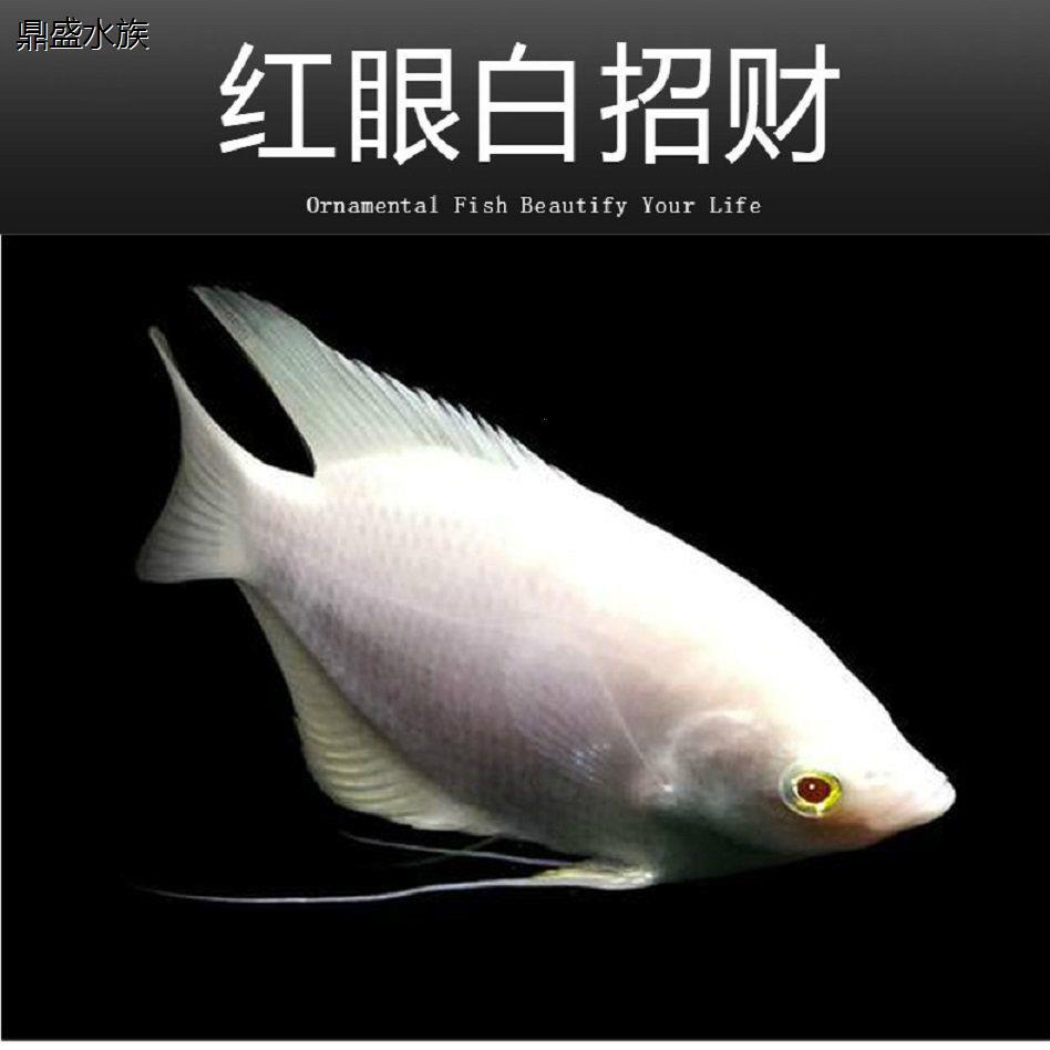 招财鱼战船红眼热带鱼观赏鱼古战船淡水观赏鱼好养耐活四季发财鱼