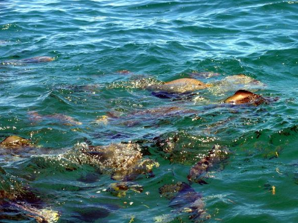 上海各种类观赏鱼虾 浮游生物等鉴定及损失评估